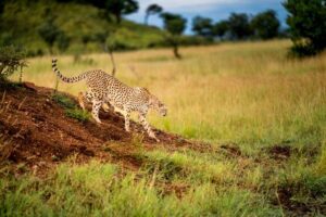 The Cheetah