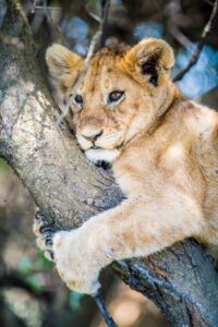 Cub in the Branches